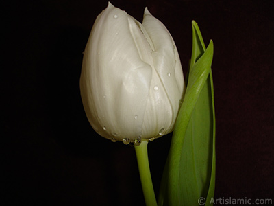 White color Turkish-Ottoman Tulip photo. <i>(Family: Liliaceae, Species: Lilliopsida)</i> <br>Photo Date: April 2011, Location: Turkey/Istanbul, By: Artislamic.com