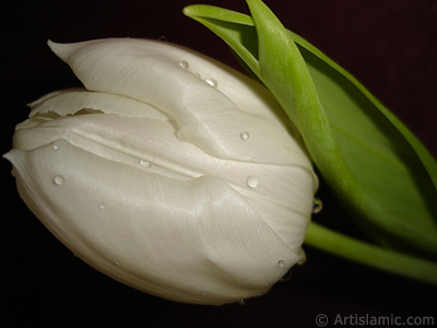 White color Turkish-Ottoman Tulip photo. <i>(Family: Liliaceae, Species: Lilliopsida)</i> <br>Photo Date: April 2011, Location: Turkey/Istanbul, By: Artislamic.com