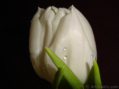 White color Turkish-Ottoman Tulip photo. <i>(Family: Liliaceae, Species: Lilliopsida)</i> <br>Photo Date: April 2011, Location: Turkey/Istanbul, By: Artislamic.com