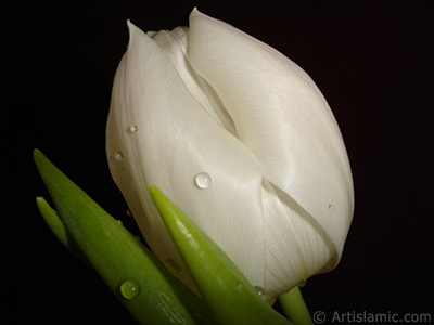 White color Turkish-Ottoman Tulip photo. <i>(Family: Liliaceae, Species: Lilliopsida)</i> <br>Photo Date: April 2011, Location: Turkey/Istanbul, By: Artislamic.com