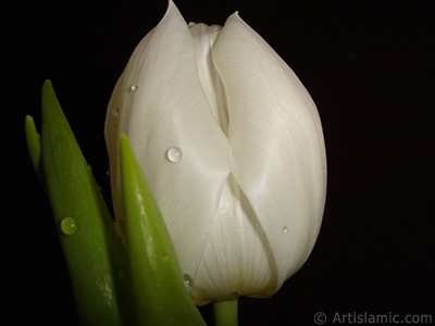 White color Turkish-Ottoman Tulip photo. <i>(Family: Liliaceae, Species: Lilliopsida)</i> <br>Photo Date: April 2011, Location: Turkey/Istanbul, By: Artislamic.com