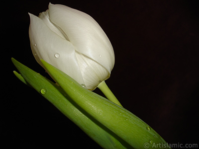 White color Turkish-Ottoman Tulip photo. <i>(Family: Liliaceae, Species: Lilliopsida)</i> <br>Photo Date: April 2011, Location: Turkey/Istanbul, By: Artislamic.com