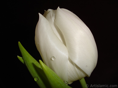 White color Turkish-Ottoman Tulip photo. <i>(Family: Liliaceae, Species: Lilliopsida)</i> <br>Photo Date: April 2011, Location: Turkey/Istanbul, By: Artislamic.com