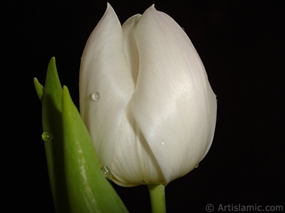 White color Turkish-Ottoman Tulip photo. <i>(Family: Liliaceae, Species: Lilliopsida)</i> <br>Photo Date: April 2011, Location: Turkey/Istanbul, By: Artislamic.com