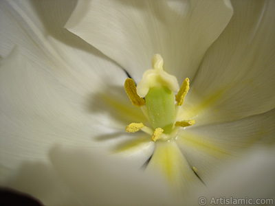 White color Turkish-Ottoman Tulip photo. <i>(Family: Liliaceae, Species: Lilliopsida)</i> <br>Photo Date: April 2011, Location: Turkey/Istanbul, By: Artislamic.com