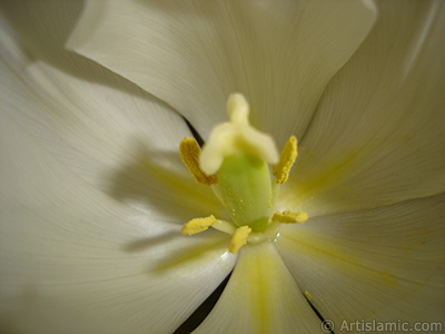 White color Turkish-Ottoman Tulip photo. <i>(Family: Liliaceae, Species: Lilliopsida)</i> <br>Photo Date: April 2011, Location: Turkey/Istanbul, By: Artislamic.com