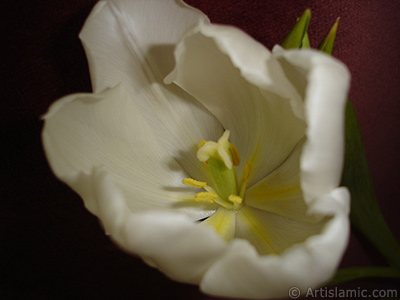 White color Turkish-Ottoman Tulip photo. <i>(Family: Liliaceae, Species: Lilliopsida)</i> <br>Photo Date: April 2011, Location: Turkey/Istanbul, By: Artislamic.com