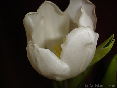 White color Turkish-Ottoman Tulip photo. <i>(Family: Liliaceae, Species: Lilliopsida)</i> <br>Photo Date: April 2011, Location: Turkey/Istanbul, By: Artislamic.com