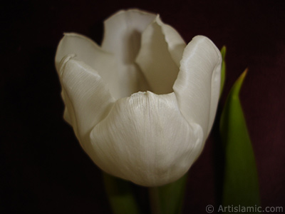 White color Turkish-Ottoman Tulip photo. <i>(Family: Liliaceae, Species: Lilliopsida)</i> <br>Photo Date: April 2011, Location: Turkey/Istanbul, By: Artislamic.com