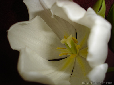 White color Turkish-Ottoman Tulip photo. <i>(Family: Liliaceae, Species: Lilliopsida)</i> <br>Photo Date: April 2011, Location: Turkey/Istanbul, By: Artislamic.com