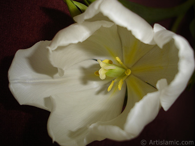 Beyaz renkli Trk-Osmanl Lalesi resmi. <i>(Ailesi: Liliaceae, Tr: Lilliopsida)</i> <br>ekim Tarihi: Nisan 2011, Yer: stanbul, Fotoraf: islamiSanat.net