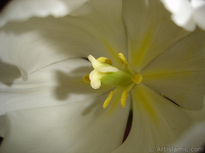 White color Turkish-Ottoman Tulip photo. <i>(Family: Liliaceae, Species: Lilliopsida)</i> <br>Photo Date: April 2011, Location: Turkey/Istanbul, By: Artislamic.com