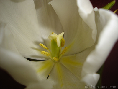 White color Turkish-Ottoman Tulip photo. <i>(Family: Liliaceae, Species: Lilliopsida)</i> <br>Photo Date: April 2011, Location: Turkey/Istanbul, By: Artislamic.com