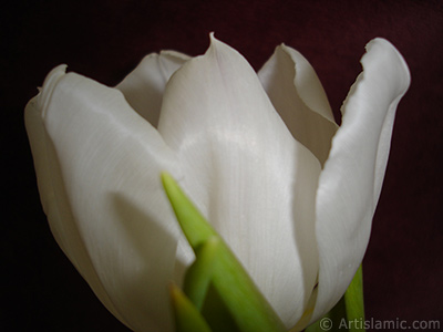 White color Turkish-Ottoman Tulip photo. <i>(Family: Liliaceae, Species: Lilliopsida)</i> <br>Photo Date: April 2011, Location: Turkey/Istanbul, By: Artislamic.com