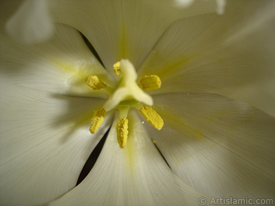 White color Turkish-Ottoman Tulip photo. <i>(Family: Liliaceae, Species: Lilliopsida)</i> <br>Photo Date: April 2011, Location: Turkey/Istanbul, By: Artislamic.com