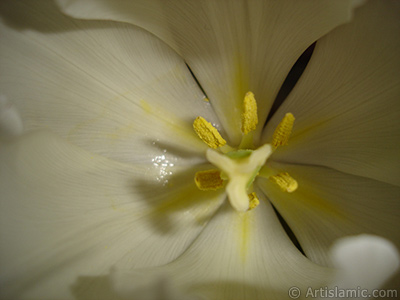 White color Turkish-Ottoman Tulip photo. <i>(Family: Liliaceae, Species: Lilliopsida)</i> <br>Photo Date: April 2011, Location: Turkey/Istanbul, By: Artislamic.com