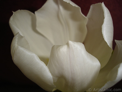 White color Turkish-Ottoman Tulip photo. <i>(Family: Liliaceae, Species: Lilliopsida)</i> <br>Photo Date: April 2011, Location: Turkey/Istanbul, By: Artislamic.com