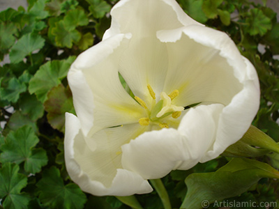 White color Turkish-Ottoman Tulip photo. <i>(Family: Liliaceae, Species: Lilliopsida)</i> <br>Photo Date: April 2011, Location: Turkey/Istanbul, By: Artislamic.com