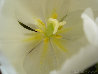 White color Turkish-Ottoman Tulip photo. <i>(Family: Liliaceae, Species: Lilliopsida)</i> <br>Photo Date: April 2011, Location: Turkey/Istanbul, By: Artislamic.com