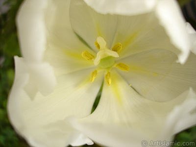 White color Turkish-Ottoman Tulip photo. <i>(Family: Liliaceae, Species: Lilliopsida)</i> <br>Photo Date: April 2011, Location: Turkey/Istanbul, By: Artislamic.com