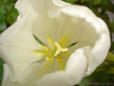 White color Turkish-Ottoman Tulip photo. <i>(Family: Liliaceae, Species: Lilliopsida)</i> <br>Photo Date: April 2011, Location: Turkey/Istanbul, By: Artislamic.com