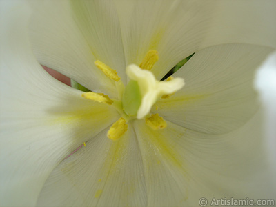 White color Turkish-Ottoman Tulip photo. <i>(Family: Liliaceae, Species: Lilliopsida)</i> <br>Photo Date: April 2011, Location: Turkey/Istanbul, By: Artislamic.com