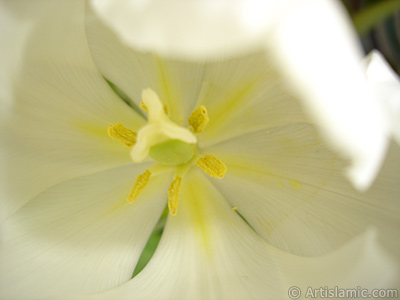 Beyaz renkli Trk-Osmanl Lalesi resmi. <i>(Ailesi: Liliaceae, Tr: Lilliopsida)</i> <br>ekim Tarihi: Nisan 2011, Yer: stanbul, Fotoraf: islamiSanat.net