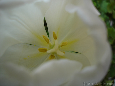 White color Turkish-Ottoman Tulip photo. <i>(Family: Liliaceae, Species: Lilliopsida)</i> <br>Photo Date: April 2011, Location: Turkey/Istanbul, By: Artislamic.com