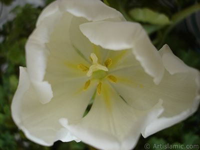 White color Turkish-Ottoman Tulip photo. <i>(Family: Liliaceae, Species: Lilliopsida)</i> <br>Photo Date: April 2011, Location: Turkey/Istanbul, By: Artislamic.com