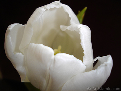 White color Turkish-Ottoman Tulip photo. <i>(Family: Liliaceae, Species: Lilliopsida)</i> <br>Photo Date: April 2011, Location: Turkey/Istanbul, By: Artislamic.com