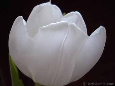 White color Turkish-Ottoman Tulip photo. <i>(Family: Liliaceae, Species: Lilliopsida)</i> <br>Photo Date: April 2011, Location: Turkey/Istanbul, By: Artislamic.com