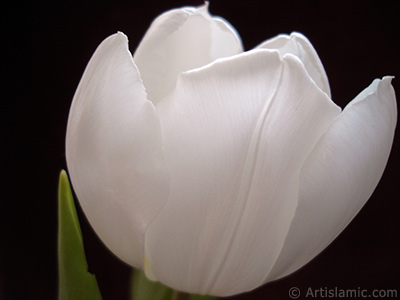 White color Turkish-Ottoman Tulip photo. <i>(Family: Liliaceae, Species: Lilliopsida)</i> <br>Photo Date: April 2011, Location: Turkey/Istanbul, By: Artislamic.com