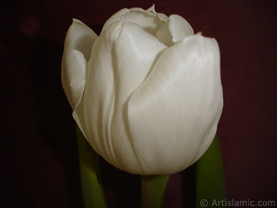 White color Turkish-Ottoman Tulip photo. <i>(Family: Liliaceae, Species: Lilliopsida)</i> <br>Photo Date: April 2011, Location: Turkey/Istanbul, By: Artislamic.com