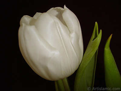 White color Turkish-Ottoman Tulip photo. <i>(Family: Liliaceae, Species: Lilliopsida)</i> <br>Photo Date: April 2011, Location: Turkey/Istanbul, By: Artislamic.com