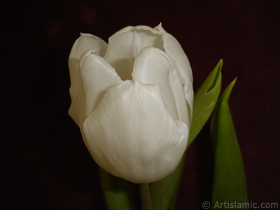 White color Turkish-Ottoman Tulip photo. <i>(Family: Liliaceae, Species: Lilliopsida)</i> <br>Photo Date: April 2011, Location: Turkey/Istanbul, By: Artislamic.com