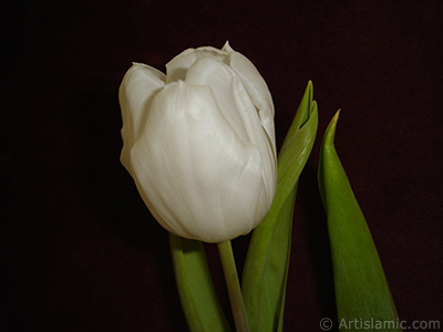 White color Turkish-Ottoman Tulip photo. <i>(Family: Liliaceae, Species: Lilliopsida)</i> <br>Photo Date: April 2011, Location: Turkey/Istanbul, By: Artislamic.com