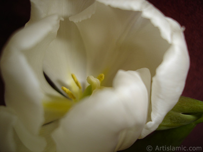 White color Turkish-Ottoman Tulip photo. <i>(Family: Liliaceae, Species: Lilliopsida)</i> <br>Photo Date: April 2011, Location: Turkey/Istanbul, By: Artislamic.com