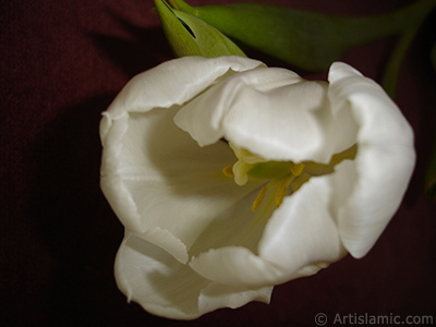 White color Turkish-Ottoman Tulip photo. <i>(Family: Liliaceae, Species: Lilliopsida)</i> <br>Photo Date: April 2011, Location: Turkey/Istanbul, By: Artislamic.com