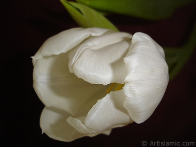 White color Turkish-Ottoman Tulip photo. <i>(Family: Liliaceae, Species: Lilliopsida)</i> <br>Photo Date: April 2011, Location: Turkey/Istanbul, By: Artislamic.com