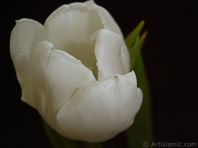 White color Turkish-Ottoman Tulip photo. <i>(Family: Liliaceae, Species: Lilliopsida)</i> <br>Photo Date: April 2011, Location: Turkey/Istanbul, By: Artislamic.com