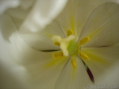 White color Turkish-Ottoman Tulip photo. <i>(Family: Liliaceae, Species: Lilliopsida)</i> <br>Photo Date: April 2011, Location: Turkey/Istanbul, By: Artislamic.com