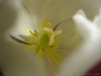 White color Turkish-Ottoman Tulip photo. <i>(Family: Liliaceae, Species: Lilliopsida)</i> <br>Photo Date: April 2011, Location: Turkey/Istanbul, By: Artislamic.com