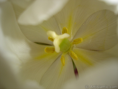 White color Turkish-Ottoman Tulip photo. <i>(Family: Liliaceae, Species: Lilliopsida)</i> <br>Photo Date: April 2011, Location: Turkey/Istanbul, By: Artislamic.com