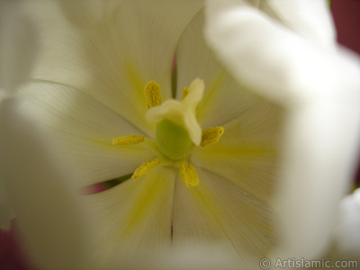 White color Turkish-Ottoman Tulip photo. <i>(Family: Liliaceae, Species: Lilliopsida)</i> <br>Photo Date: April 2011, Location: Turkey/Istanbul, By: Artislamic.com