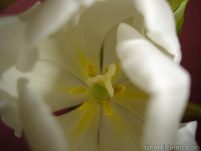 White color Turkish-Ottoman Tulip photo. <i>(Family: Liliaceae, Species: Lilliopsida)</i> <br>Photo Date: April 2011, Location: Turkey/Istanbul, By: Artislamic.com