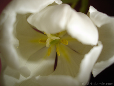 White color Turkish-Ottoman Tulip photo. <i>(Family: Liliaceae, Species: Lilliopsida)</i> <br>Photo Date: April 2011, Location: Turkey/Istanbul, By: Artislamic.com