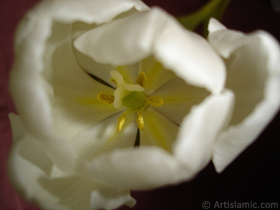 Beyaz renkli Trk-Osmanl Lalesi resmi. <i>(Ailesi: Liliaceae, Tr: Lilliopsida)</i> <br>ekim Tarihi: Nisan 2011, Yer: stanbul, Fotoraf: islamiSanat.net