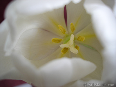 White color Turkish-Ottoman Tulip photo. <i>(Family: Liliaceae, Species: Lilliopsida)</i> <br>Photo Date: April 2011, Location: Turkey/Istanbul, By: Artislamic.com