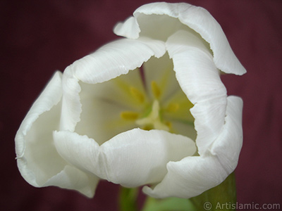 White color Turkish-Ottoman Tulip photo. <i>(Family: Liliaceae, Species: Lilliopsida)</i> <br>Photo Date: April 2011, Location: Turkey/Istanbul, By: Artislamic.com