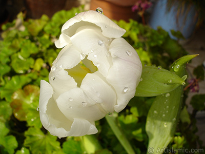 White color Turkish-Ottoman Tulip photo. <i>(Family: Liliaceae, Species: Lilliopsida)</i> <br>Photo Date: April 2011, Location: Turkey/Istanbul, By: Artislamic.com